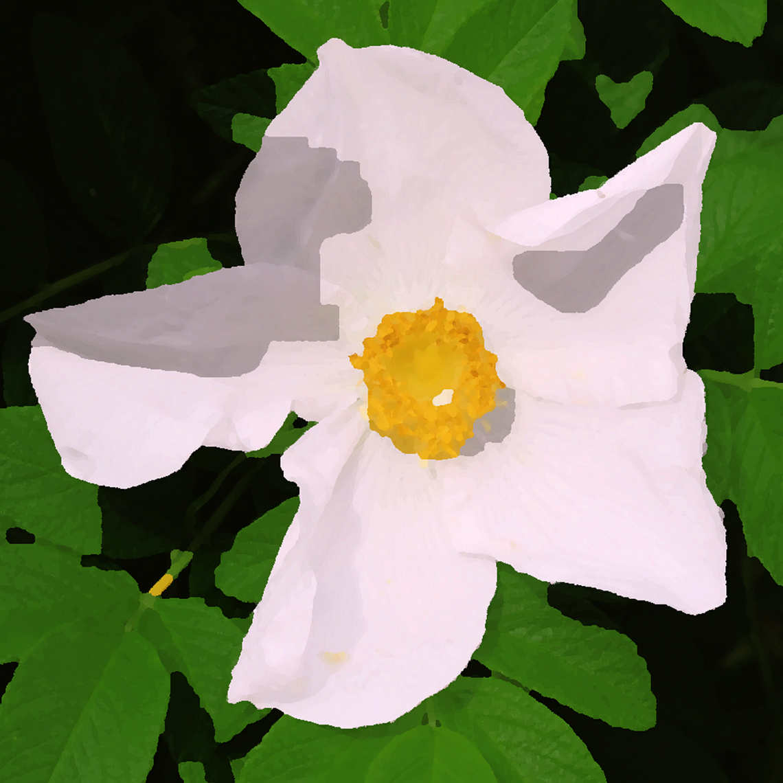 wild irish rose